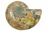 Cut & Polished Ammonite Fossil (Half) - Madagascar #347498-1